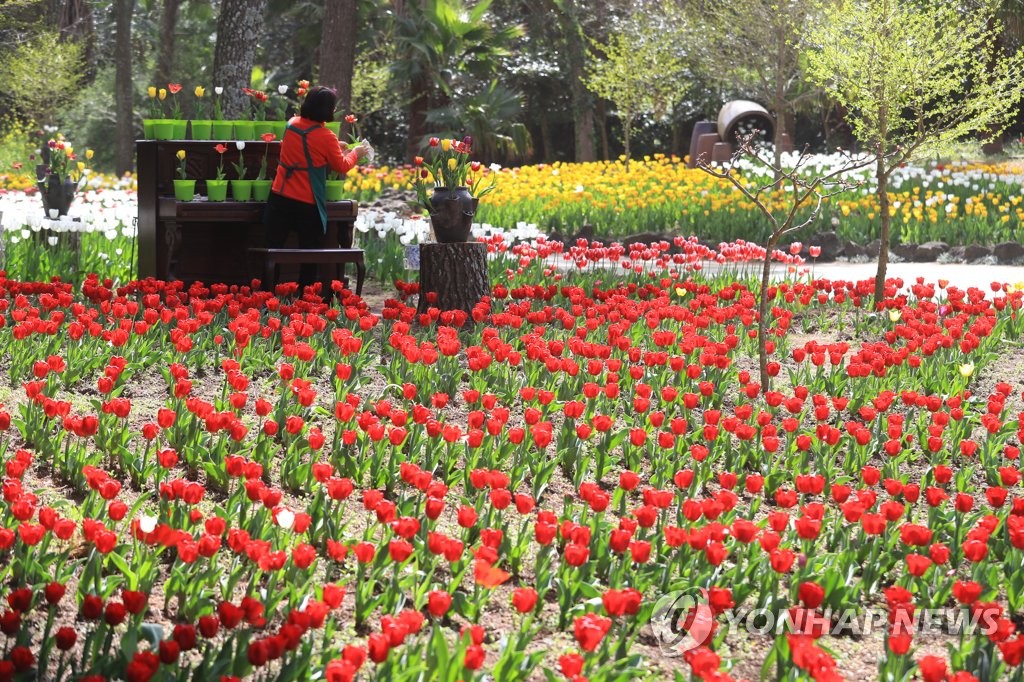Festival de tulipanes en Jeju AGENCIA DE NOTICIAS YONHAP