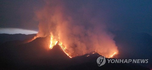 [동해안 산불] 대왕소나무, 울진 금강송 사수에 진화자원 집중