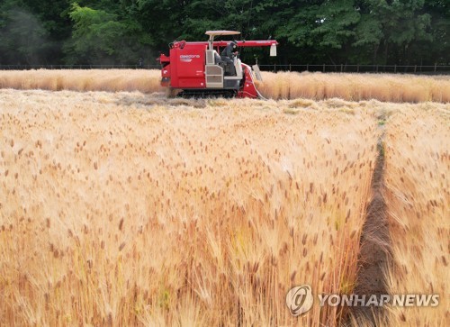 Harvesting forage barley
