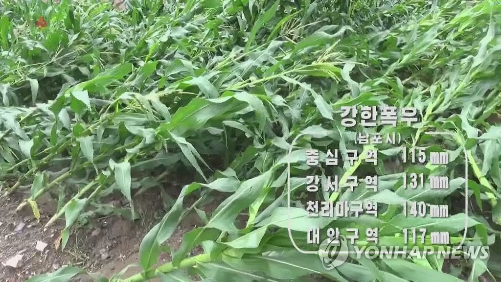 북한 사리원시 등에 폭우…강풍에 쓰러진 농작물