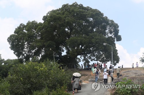 드라마 '우영우' 속 팽나무 인기