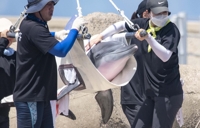 수족관 벗어난 남방큰돌고래 '비봉이' 17년 만에 바다로 귀향(종합)