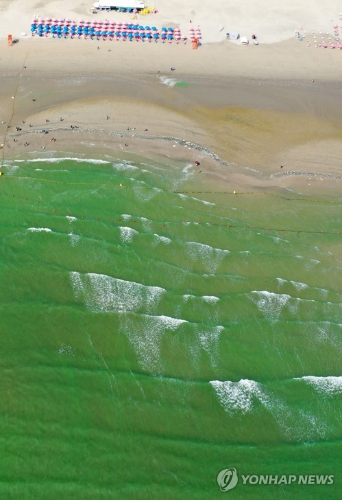 El mar se tiñe de verde por las algas nocivas