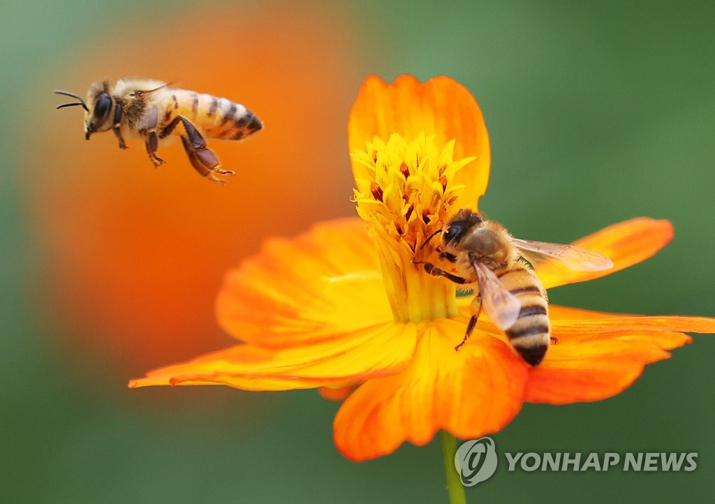 꿀벌들이 꿀을 모으고 있다. [연합뉴스 자료사진]