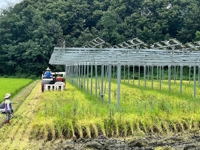 농사 지으며 전기 생산…정부, '영농형 태양광' 지원전략 마련