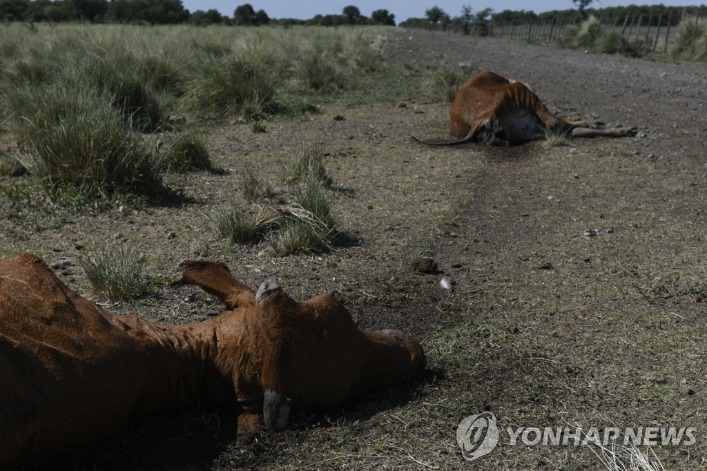 가뭄으로 폐사한 아르헨티나 농장 소들