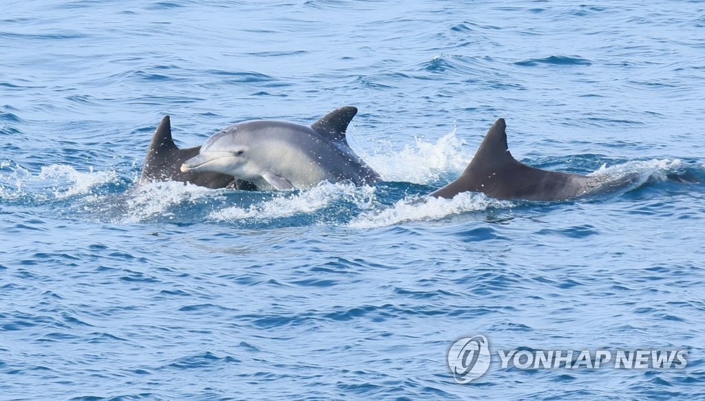 남방큰돌고래의 군무