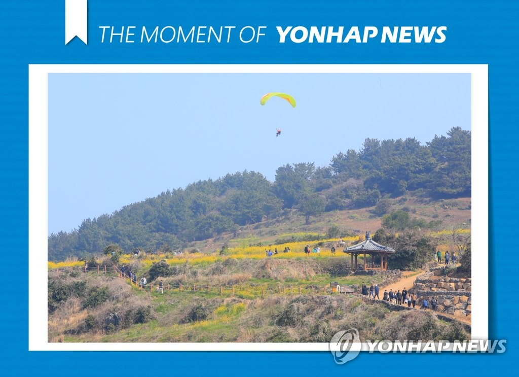 [모멘트] 노랗게 물든 제주의 봄