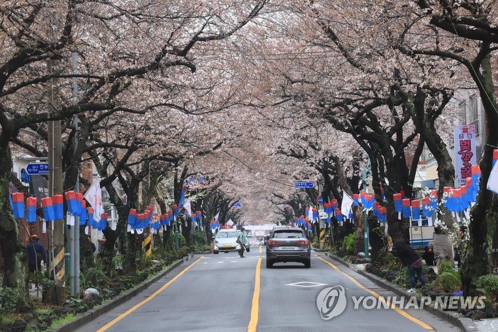 En la víspera del Festival de las Flores de Cerezo de Jeju