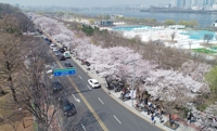 점심시간 이용한 벚꽃 산책