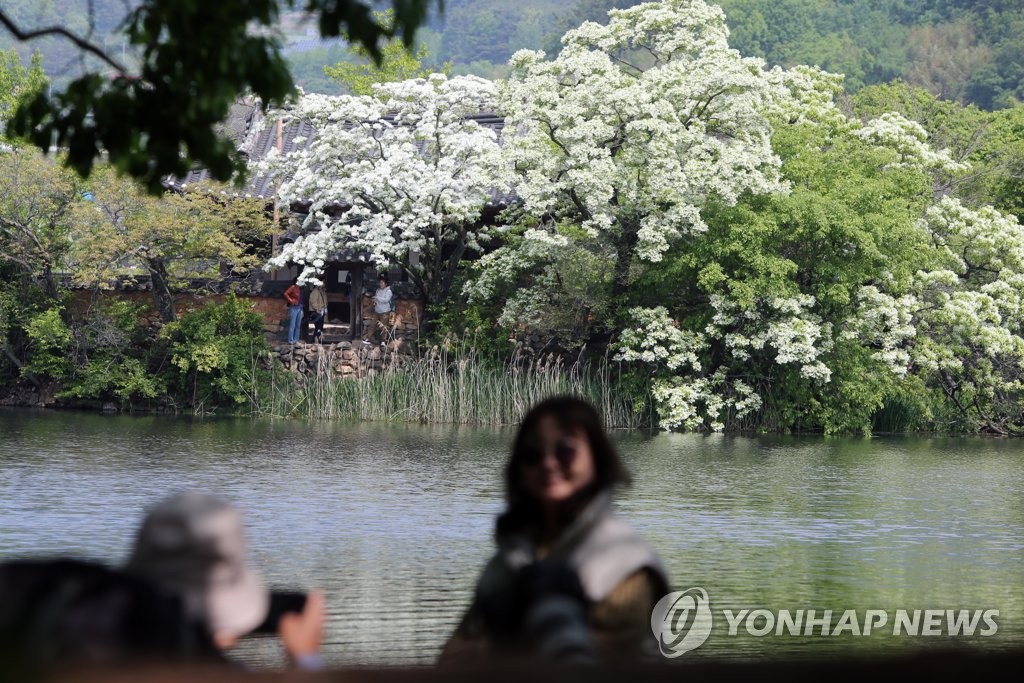 흐드러지게 핀 밀양 위양못 이팝꽃 보며 주말 봄소풍