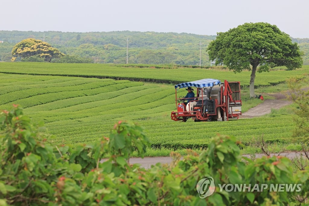 서광다원 녹차 수확 | 연합뉴스
