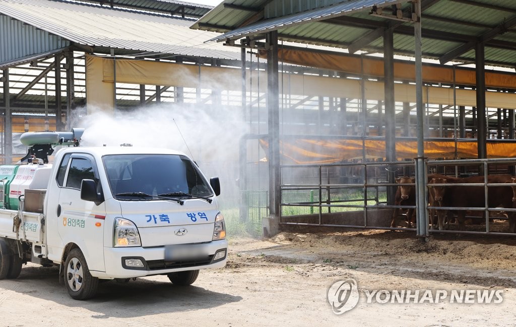 구제역 발생 청주·증평지역 소 도축장 출하 제한 1주일 연장 | 연합뉴스