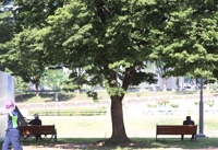 본격적인 초여름 더위…남부·제주 비 그쳤다가 내일 다시