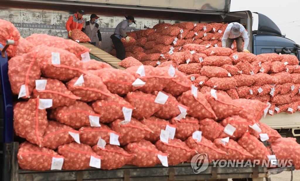 제주 마늘 수매 개시