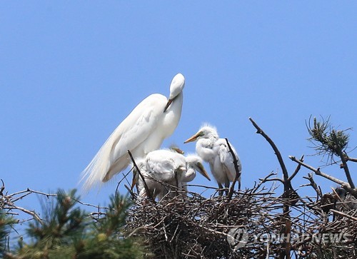 Heron cares for chicks