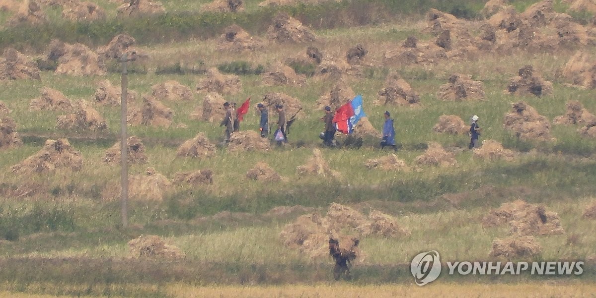 추수 작업 한창인 북한 들녘