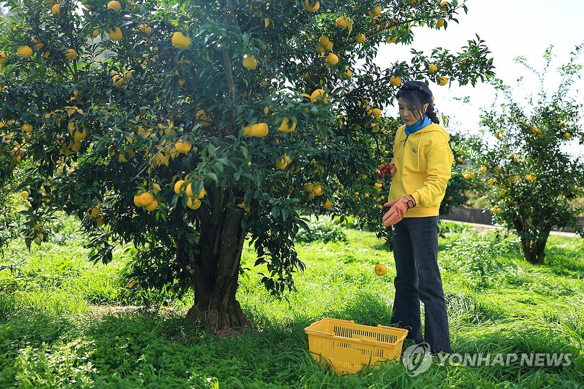 고흥 유자 따는 <BR>김건희 여사