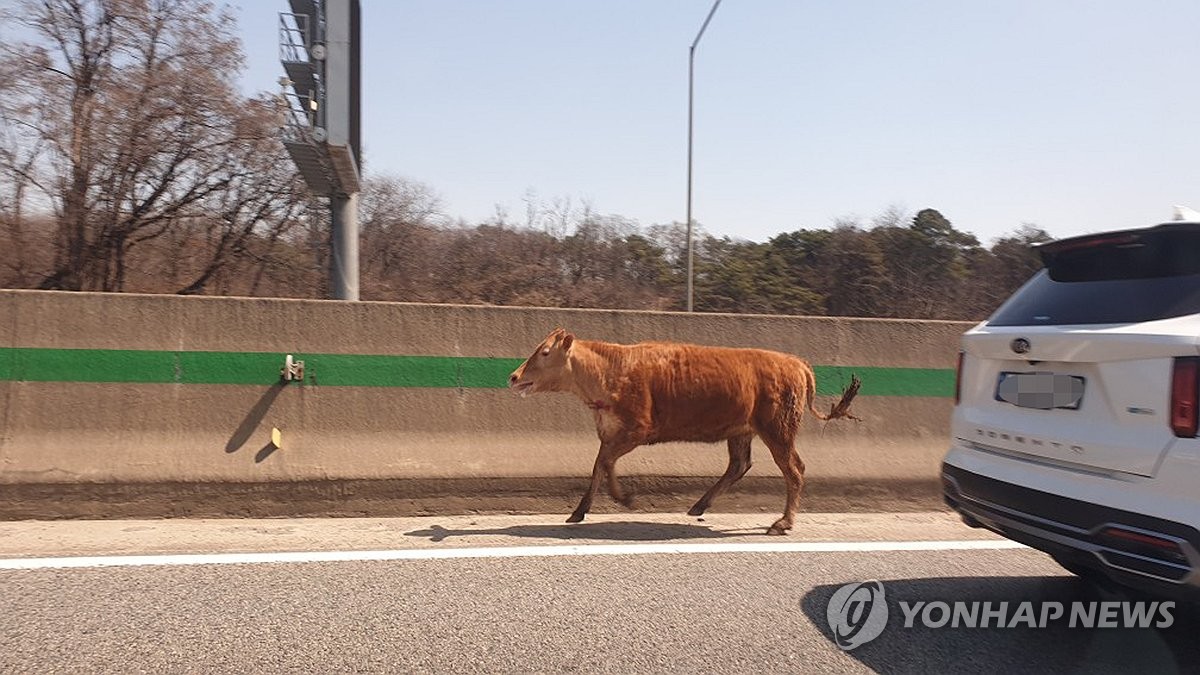 高速道路を子牛が疾走