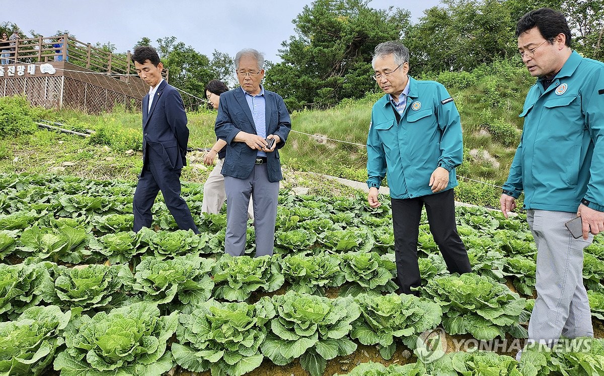 고랭지 배추 상황 점검하는 강원도농업기술원