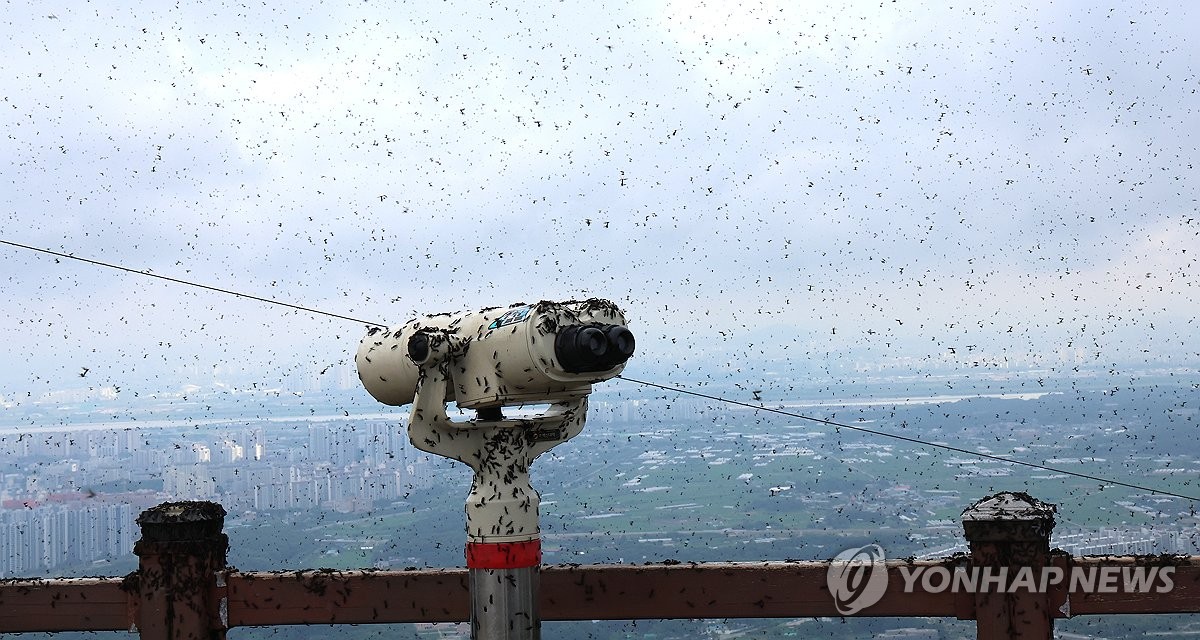 환경부, 러브버그 뒤덮인 계양산서 방제 작업…지자체와 협업