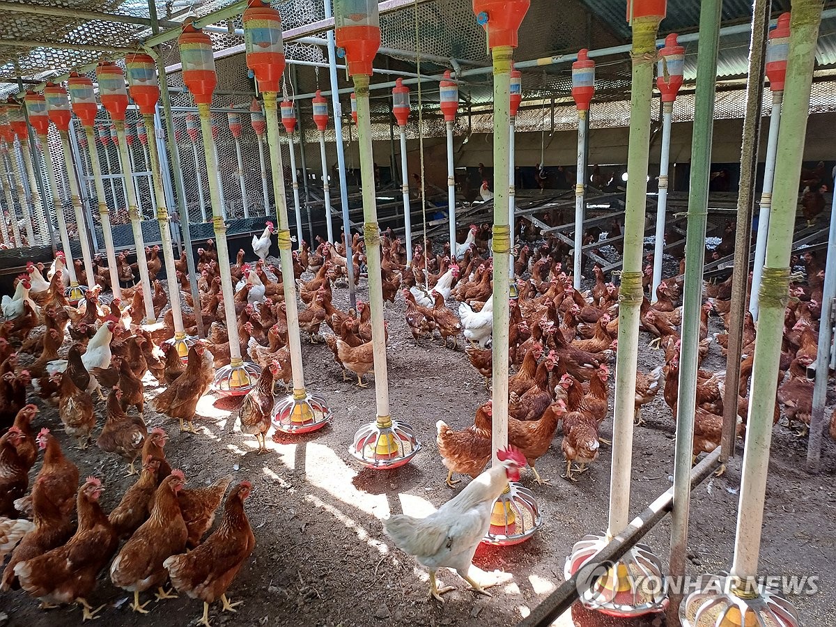 연일 폭염에 하루에만 가축 16만마리 죽어…전년 7.6…