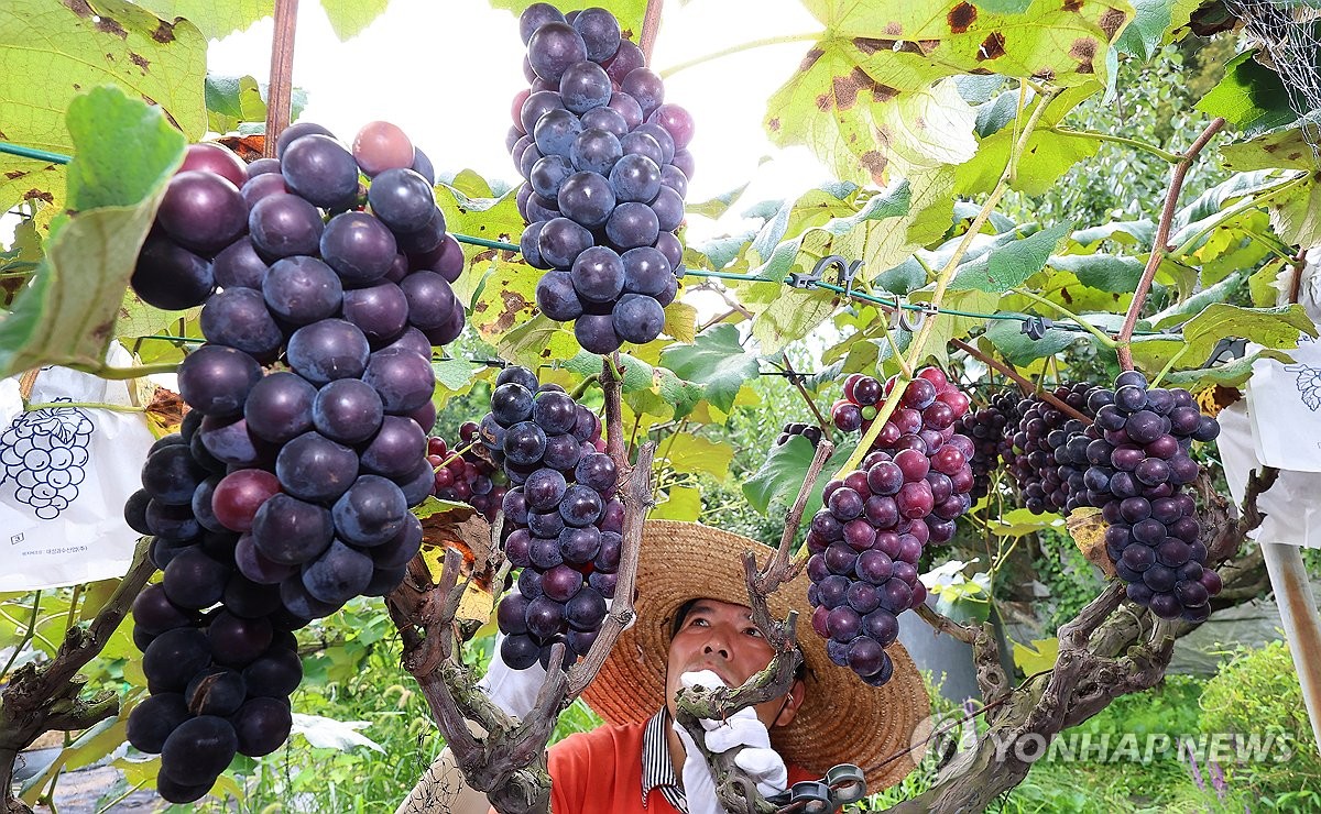 '포도 익어가는 가을'