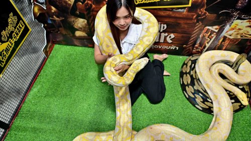 태국 반려동물 엑스포에 등장한 비단뱀