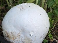 세계 희귀 '댕구알버섯' 전남 영광·강진서 잇따라 발견